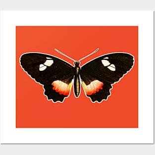 🦋 Himera Longwing (Heliconius himera) Beautiful Butterfly Posters and Art